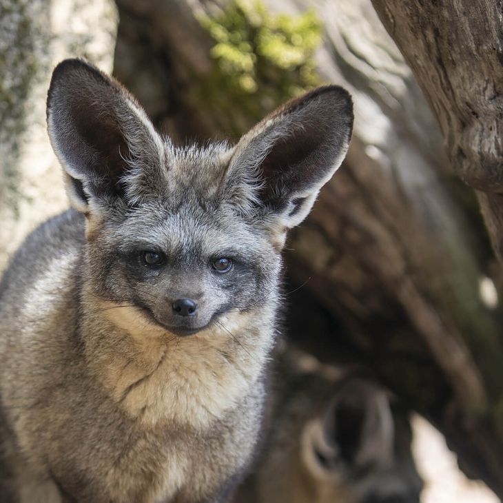 Otocyon - Consulter nos CGV - ZooParc de Beauval