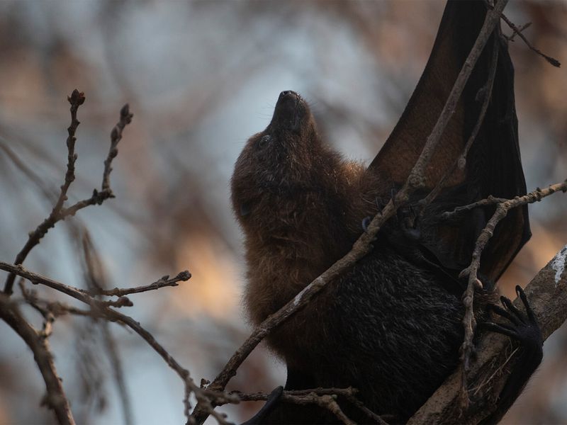 Chauves-souris de Rodrigues - Animaux extraordinaires du ZooParc