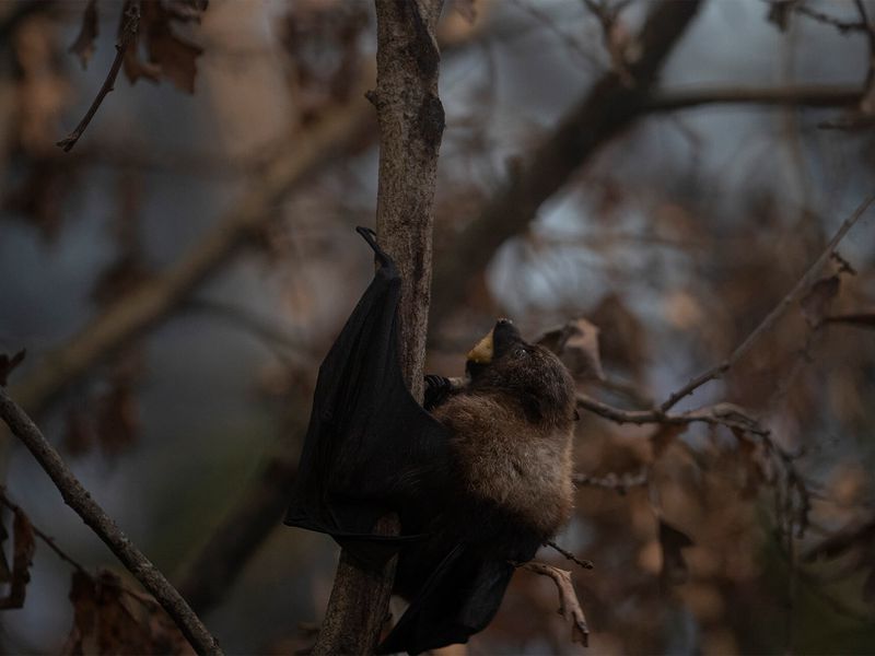 Chauves-souris de Rodrigues - Animaux extraordinaires du ZooParc