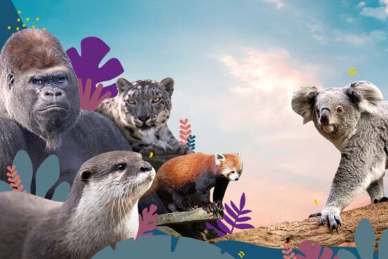 Le parrainage d’un animal, une idée cadeau qui a du sens : protéger la biodiversité