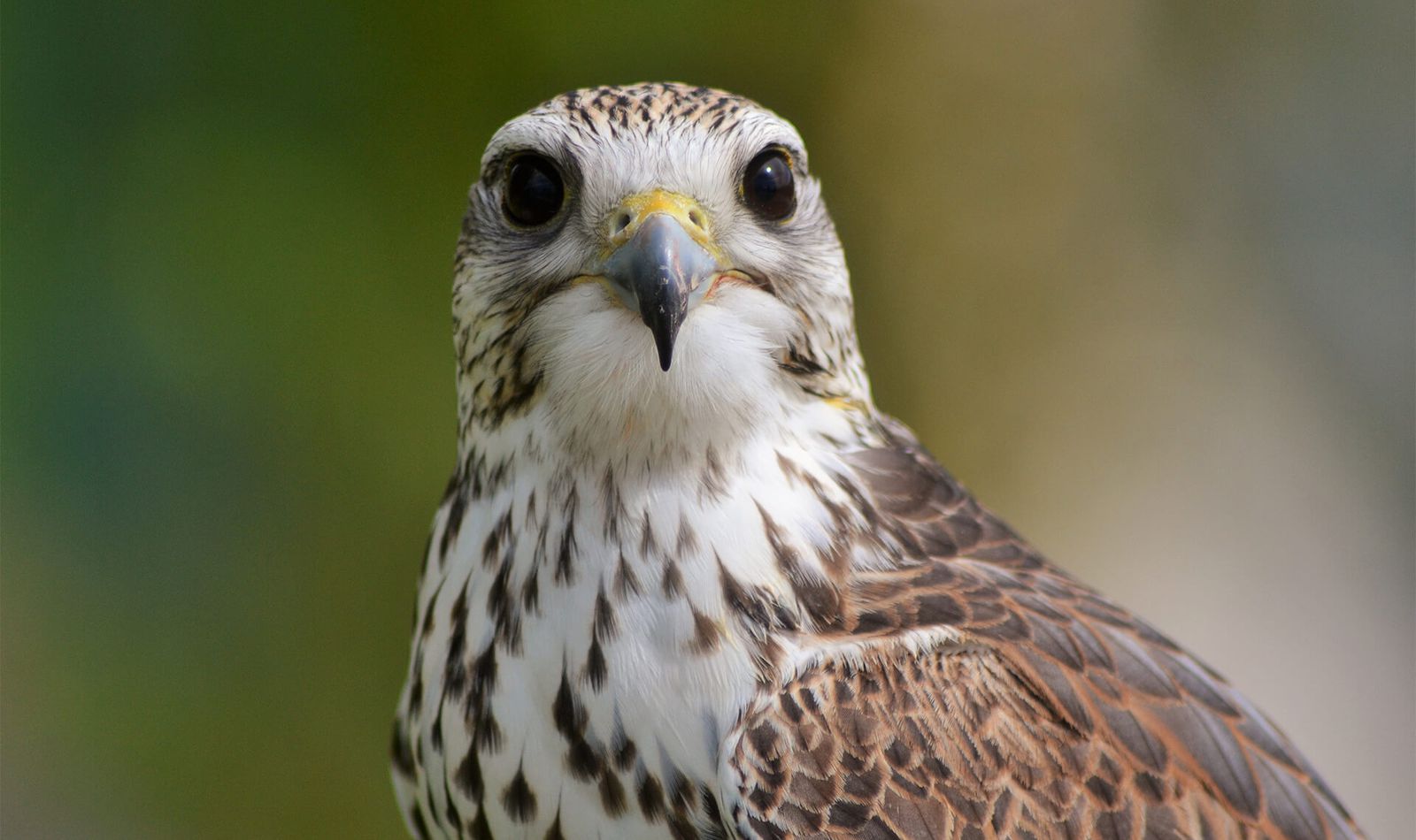 Faucon sacré - Contactez-nous - ZooParc de Beauval
