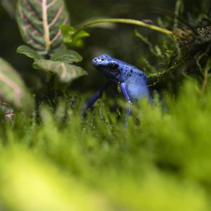 Dendrobate à tapirer - Animaux extraordinaires du ZooParc