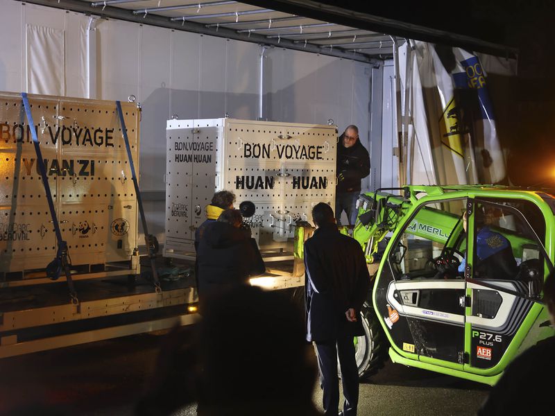 Départ couple pandas géants Huan Huan et Yuan Zi - ZooParc de Beauval