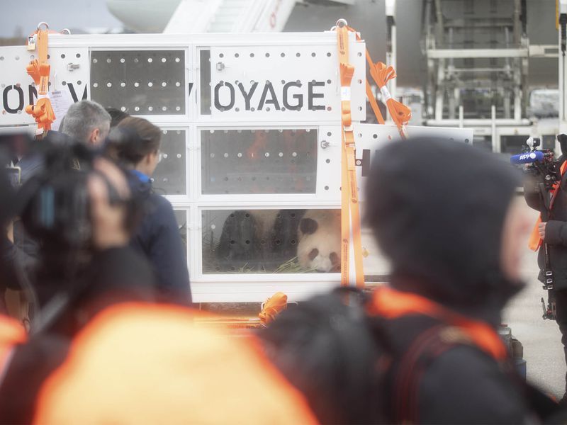 Départ couple pandas géants Huan Huan et Yuan Zi - ZooParc de Beauval