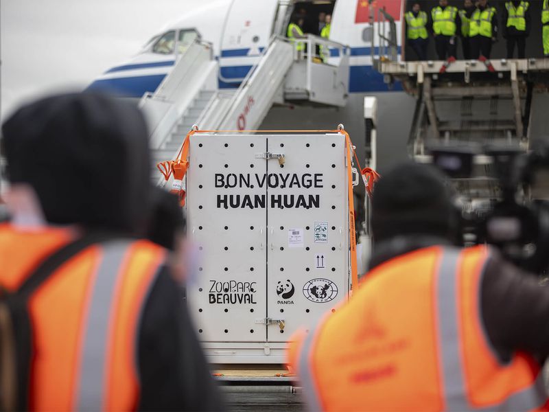 Départ Huan Huan et Yuan Zi - Pandas géants - ZooParc de Beauval