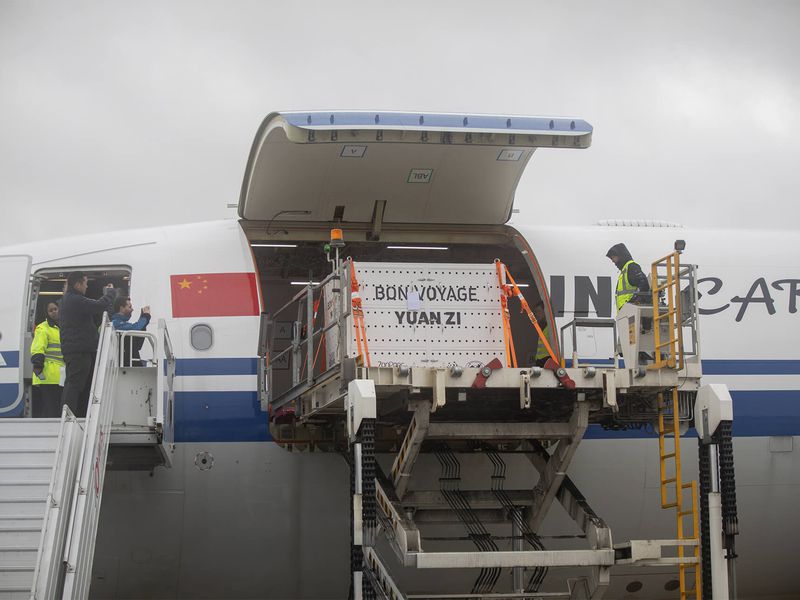 Départ couple pandas géants Huan Huan et Yuan Zi - ZooParc de Beauval