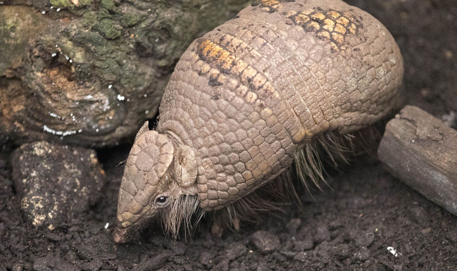 Tatou à 3 bandes - Consulter les modalités de l'utilisation des données personnelles - ZooParc de Beauval