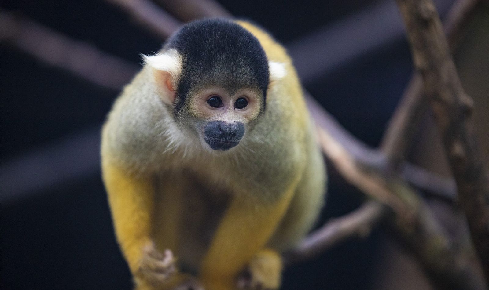 Saïmiri de Bolivie - Dossiers de presse - ZooParc de Beauval