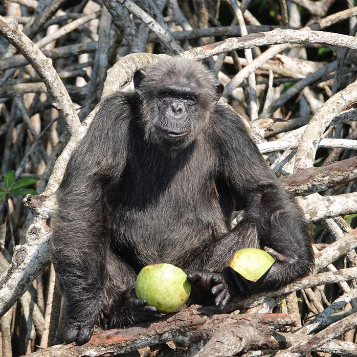 Tamarin pinché - Association Beauval Nature - ZooParc de Beauval