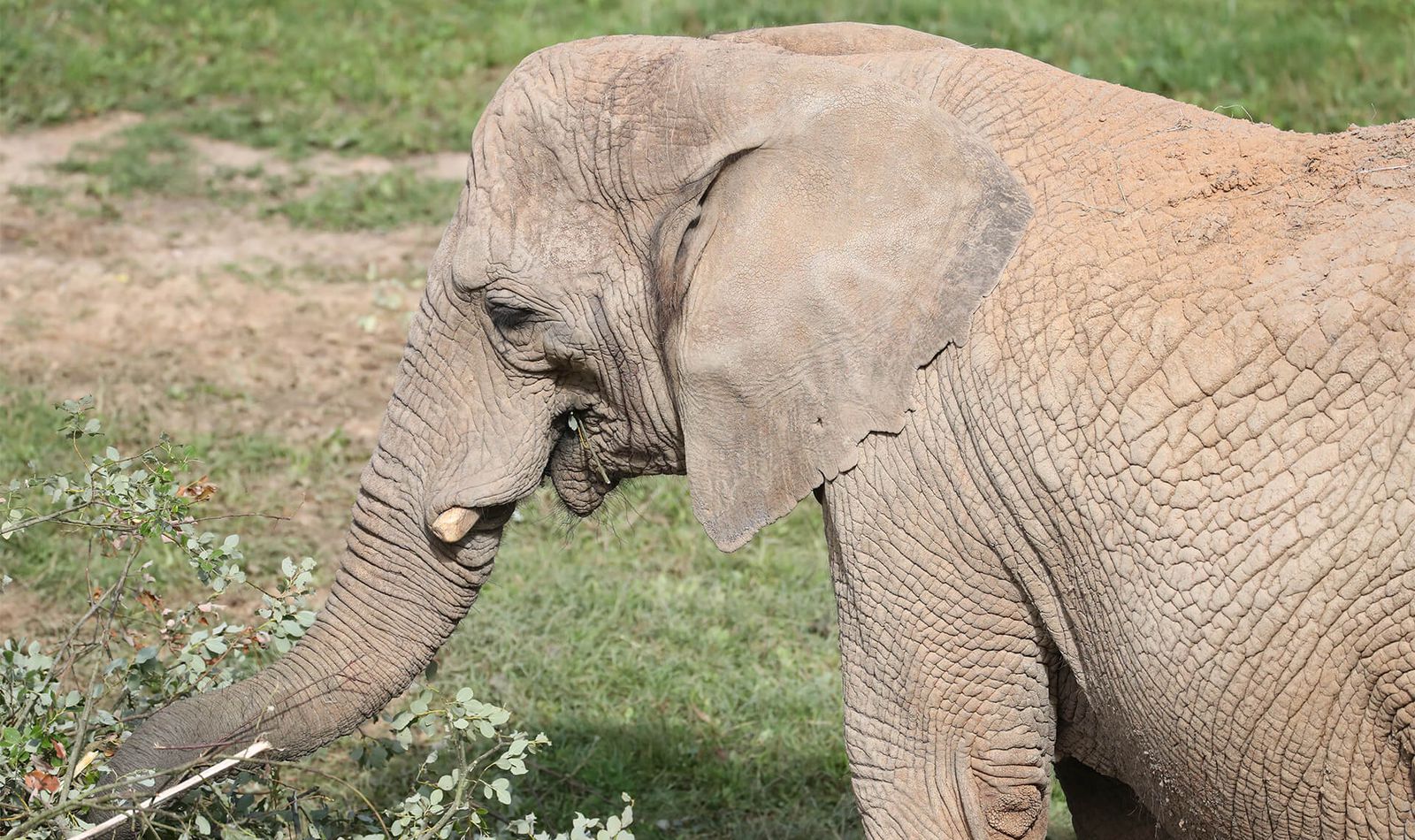 Éléphant d'Afrique - Animaux extraordinaires du ZooParc