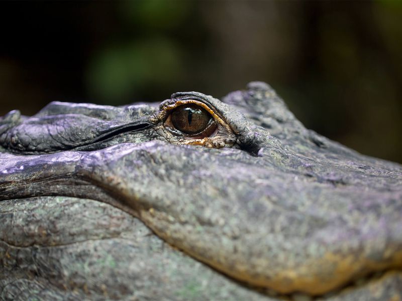 Alligator du Mississipi - Animaux extraordinaires du ZooParc