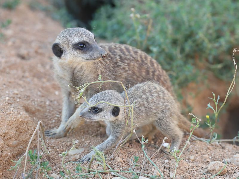 Suricates - Animaux extraordinaires du ZooParc