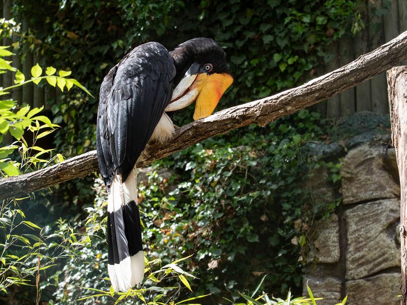 Calao rhinocéros - Animaux extraordinaires du ZooParc