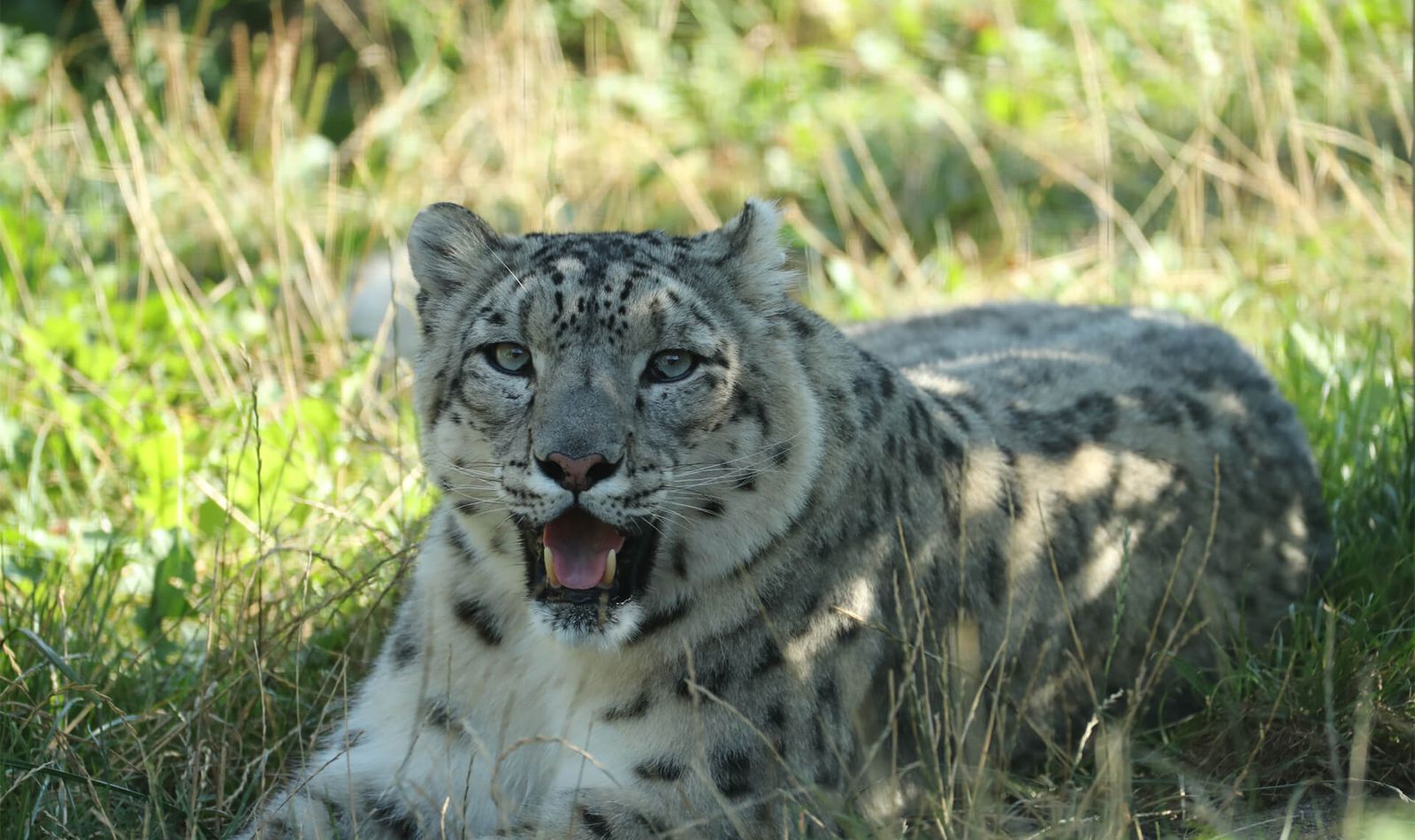Panthère des neiges - Animaux extraordinaires du ZooParc