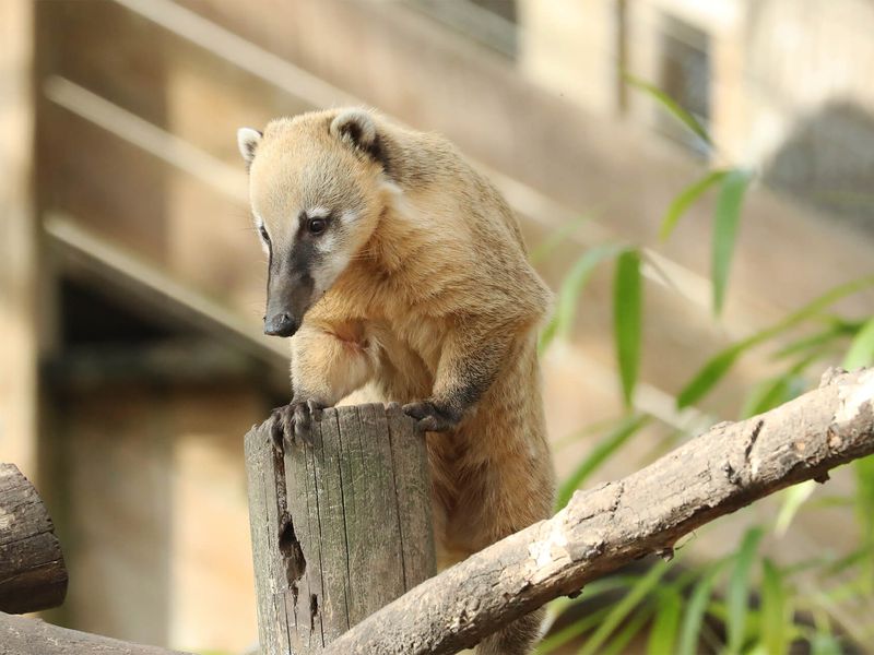 Coati roux - Animaux extraordinaires du ZooParc
