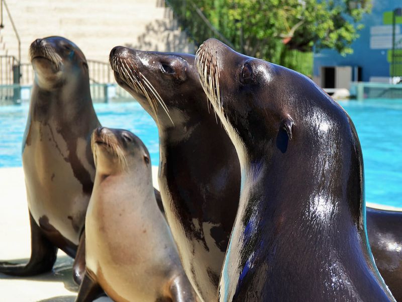 Otaries - Animaux extraordinaires du ZooParc
