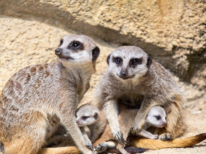 Suricates - Animaux extraordinaires du ZooParc