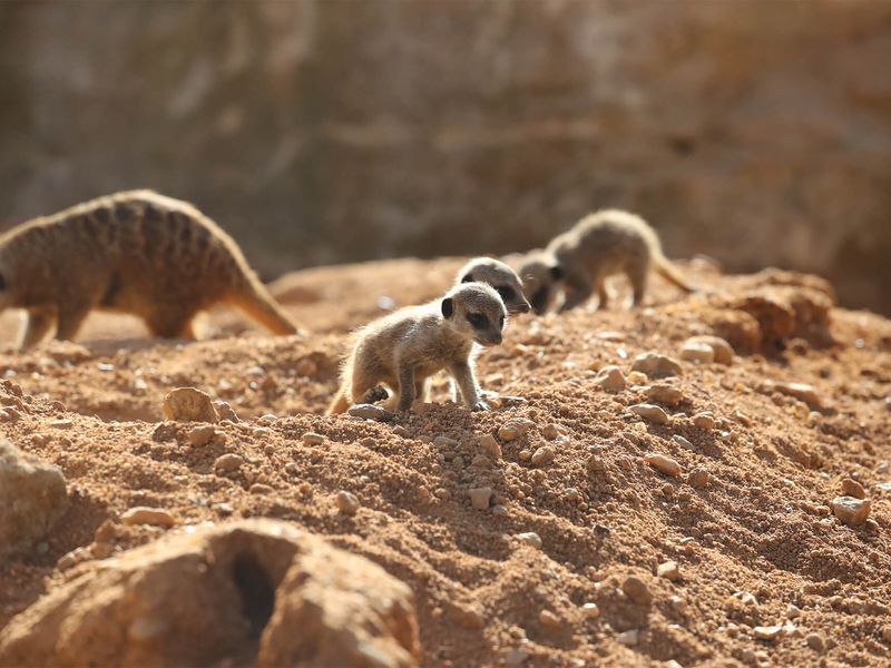 Suricates - Animaux extraordinaires du ZooParc