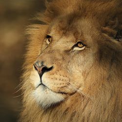 Lion d’Afrique - Animaux extraordinaires du ZooParc