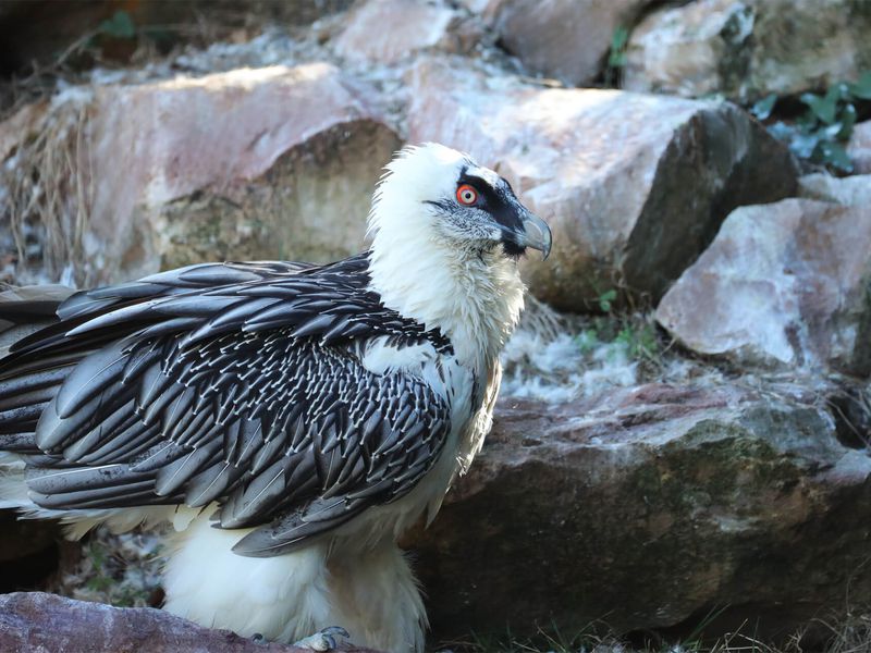 Gypaète barbu - Animaux extraordinaires du ZooParc