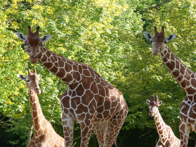Girafes réticulées - Animaux extraordinaires du ZooParc