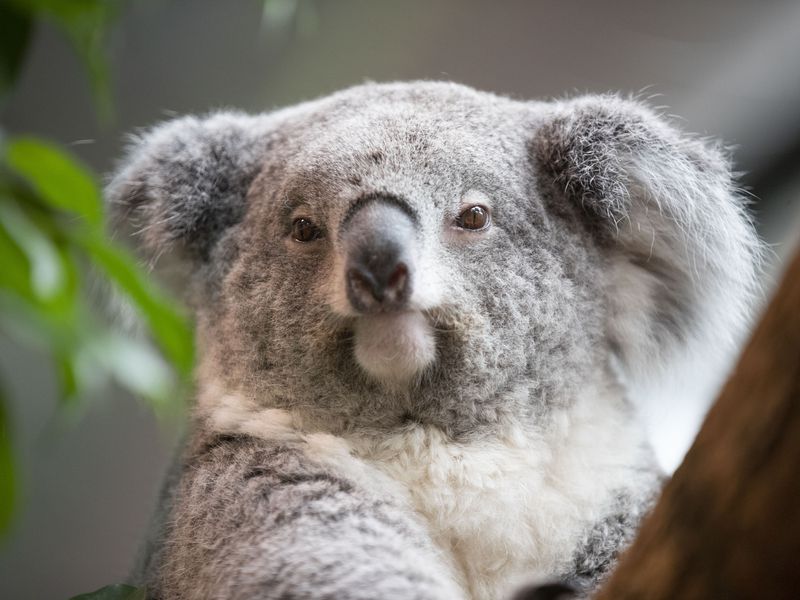 Koala - Animaux extraordinaires du ZooParc