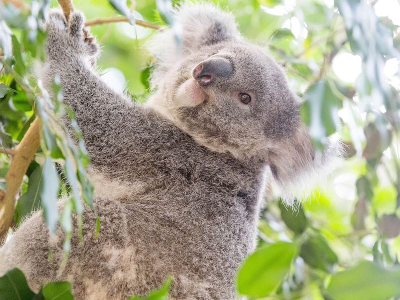 Koalas - Animaux extraordinaires du ZooParc