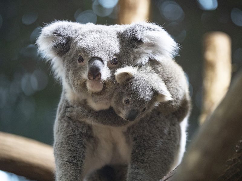 Koala - Animaux extraordinaires du ZooParc