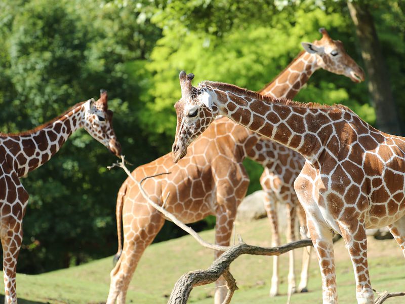 Girafes réticulées - Animaux extraordinaires du ZooParc