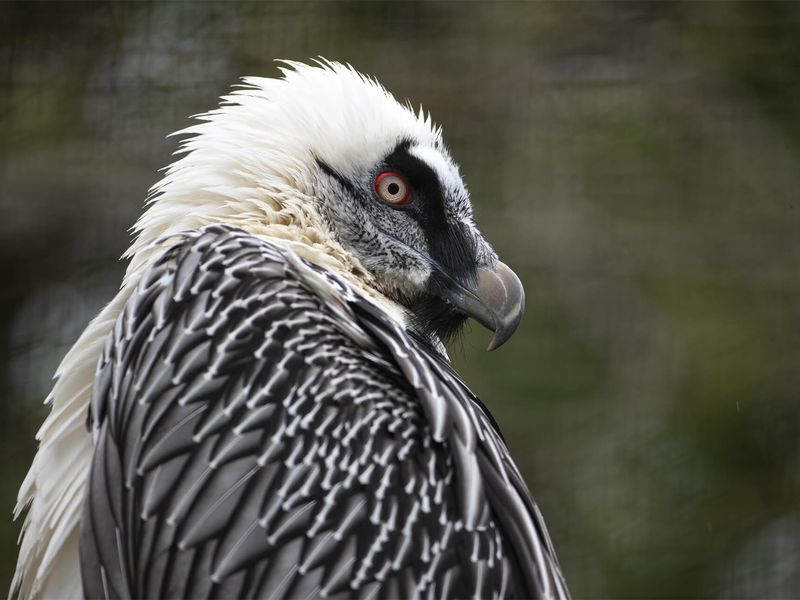 Gypaète barbu - Animaux extraordinaires du ZooParc