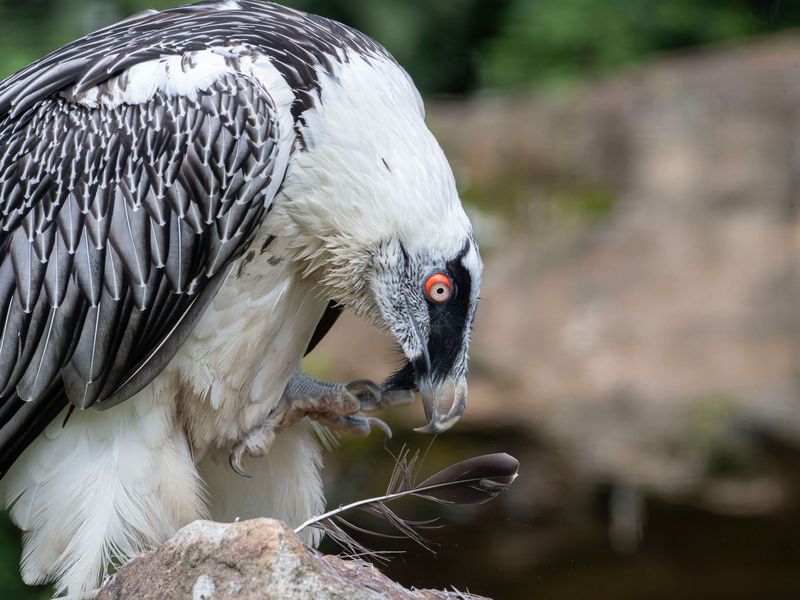 Gypaète barbu - Animaux extraordinaires du ZooParc