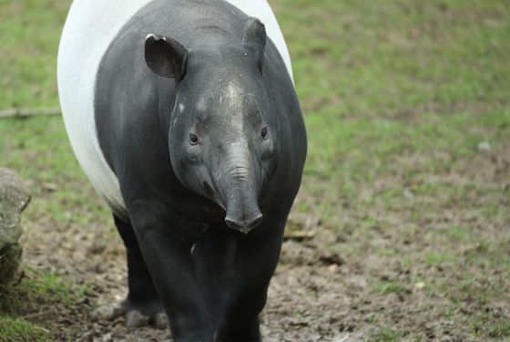 Tapir malais