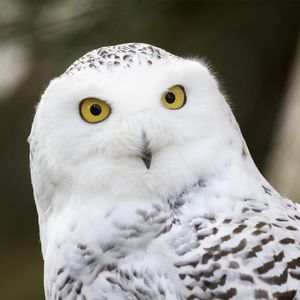 Harfang des neiges - Animaux extraordinaires du ZooParc