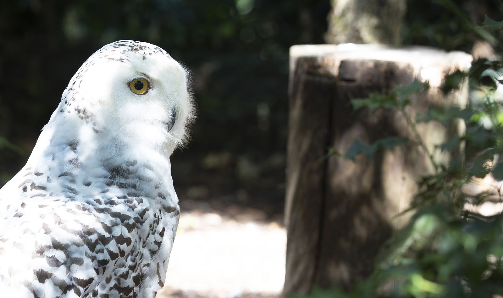 Harfang des neiges - Animaux extraordinaires du ZooParc