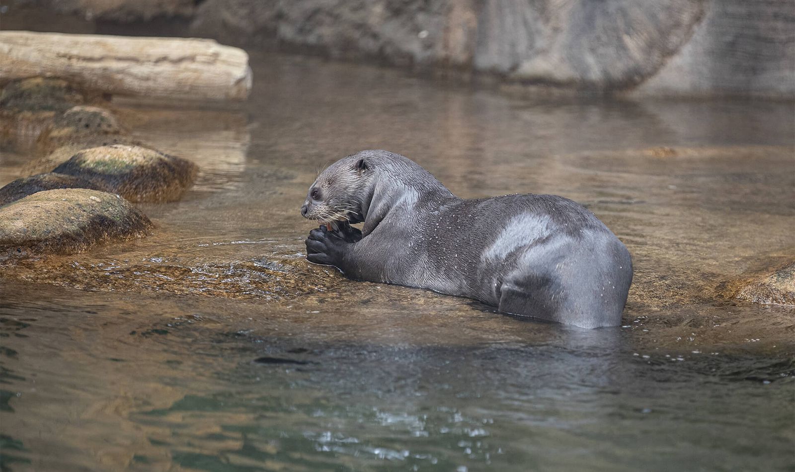 Loutre géante - Animaux extraordinaires du ZooParc