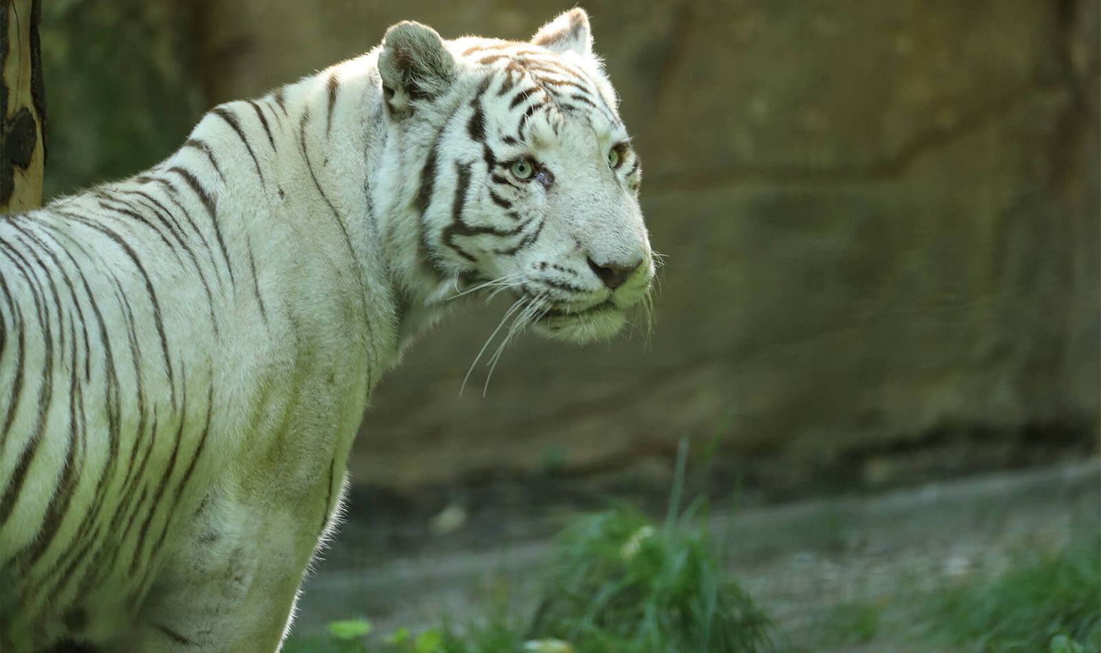Tigre blanc - Animaux extraordinaires du ZooParc