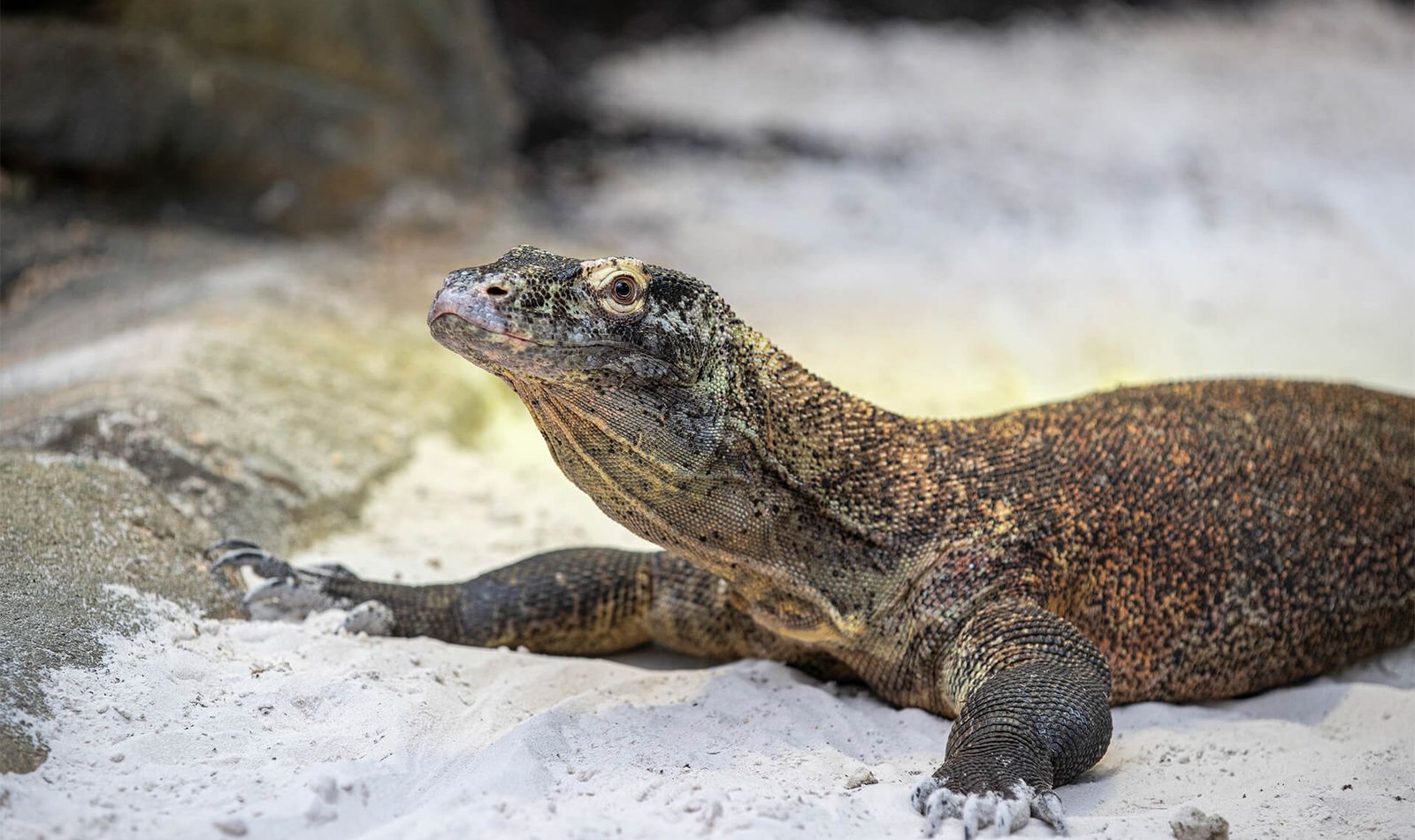 Varan de Komodo - Animaux extraordinaires du ZooParc