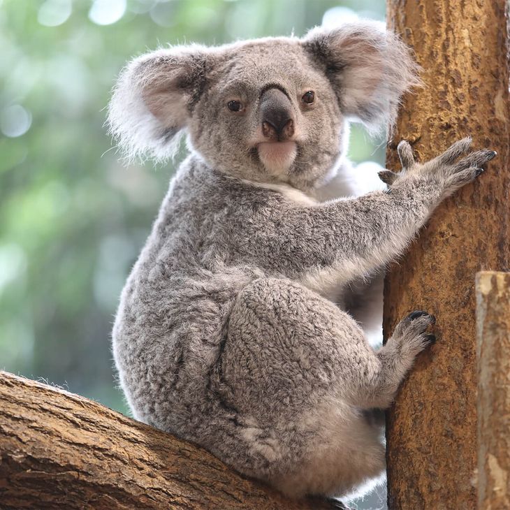 Koala - Animaux extraordinaires du ZooParc