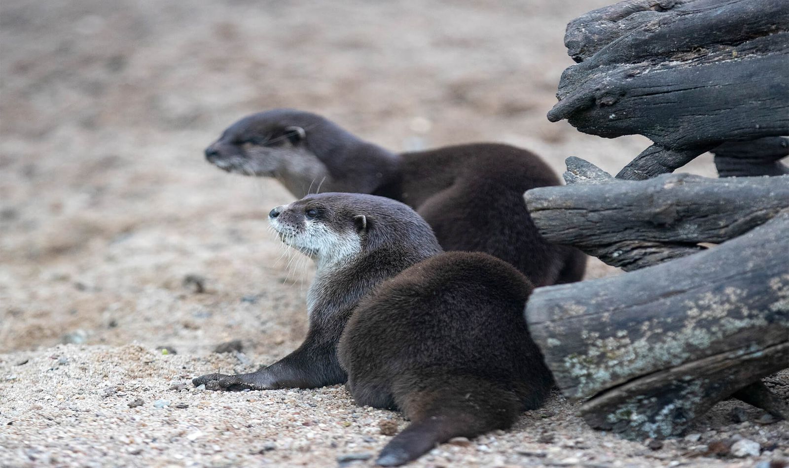Loutres naines - Animaux extraordinaires du ZooParc