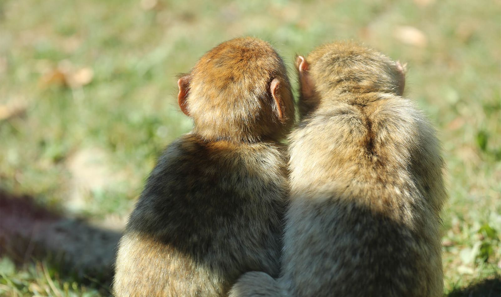 Magots - Animaux extraordinaires du ZooParc