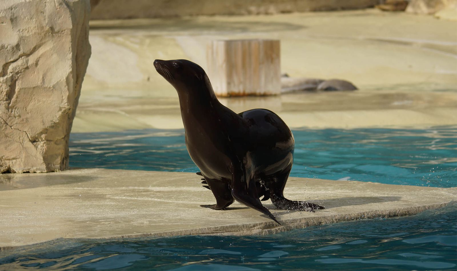 Otarie - Animaux extraordinaires du ZooParc