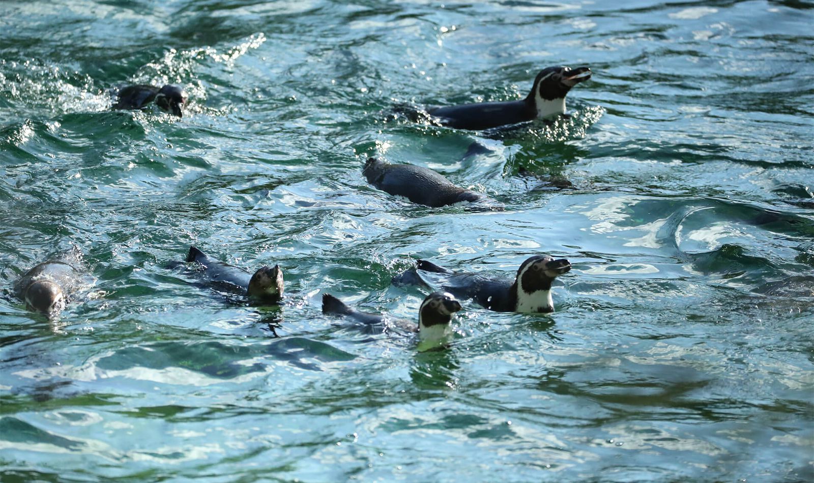 Manchots de Humboldt - Animaux extraordinaires du ZooParc