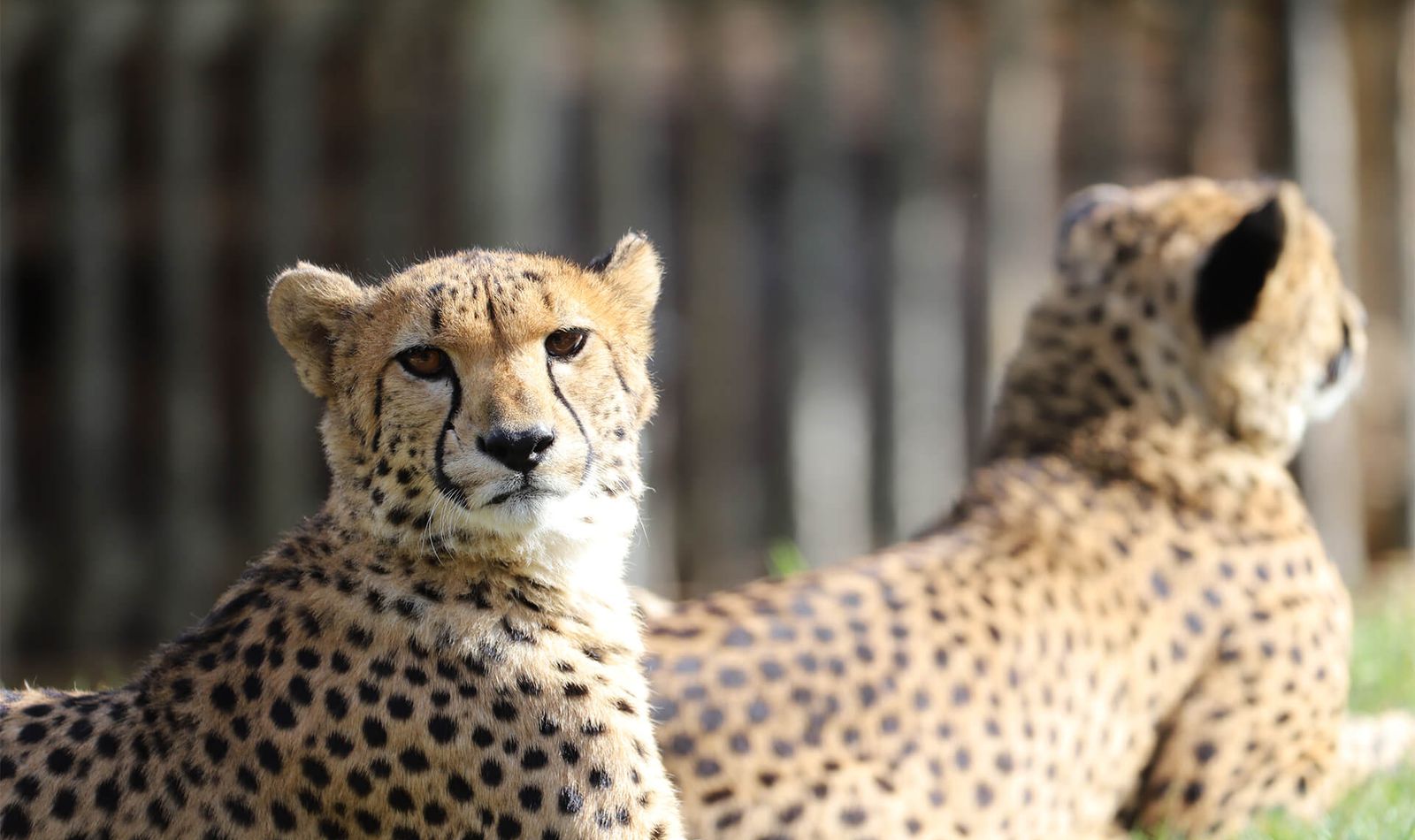 Guépards - Animaux extraordinaires du ZooParc