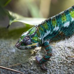Les Vivariums et Aquariums - Territoire du ZooParc de Beauval