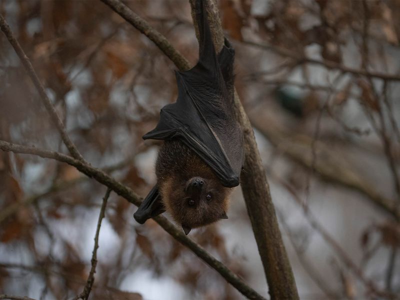 Chauves-souris de Rodrigues - Animaux extraordinaires du ZooParc