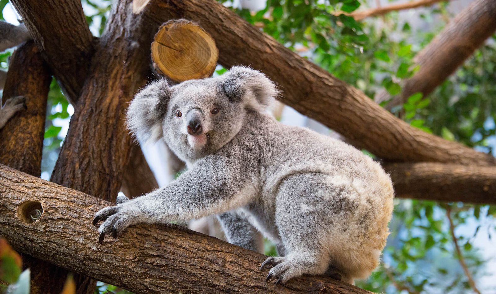 Koala - Animaux extraordinaires du ZooParc