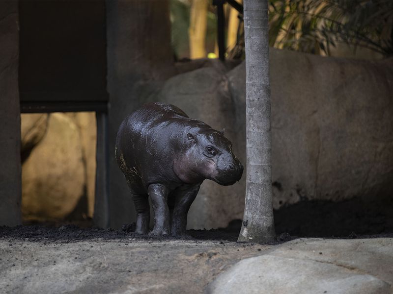 Hippopotame pygmée - Animaux extraordinaires du ZooParc