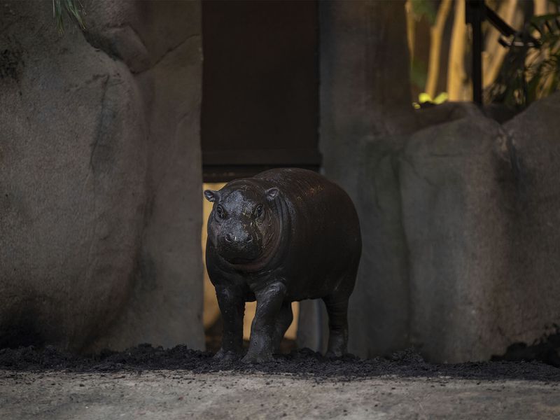Hippopotame nain - Animaux extraordinaires du ZooParc