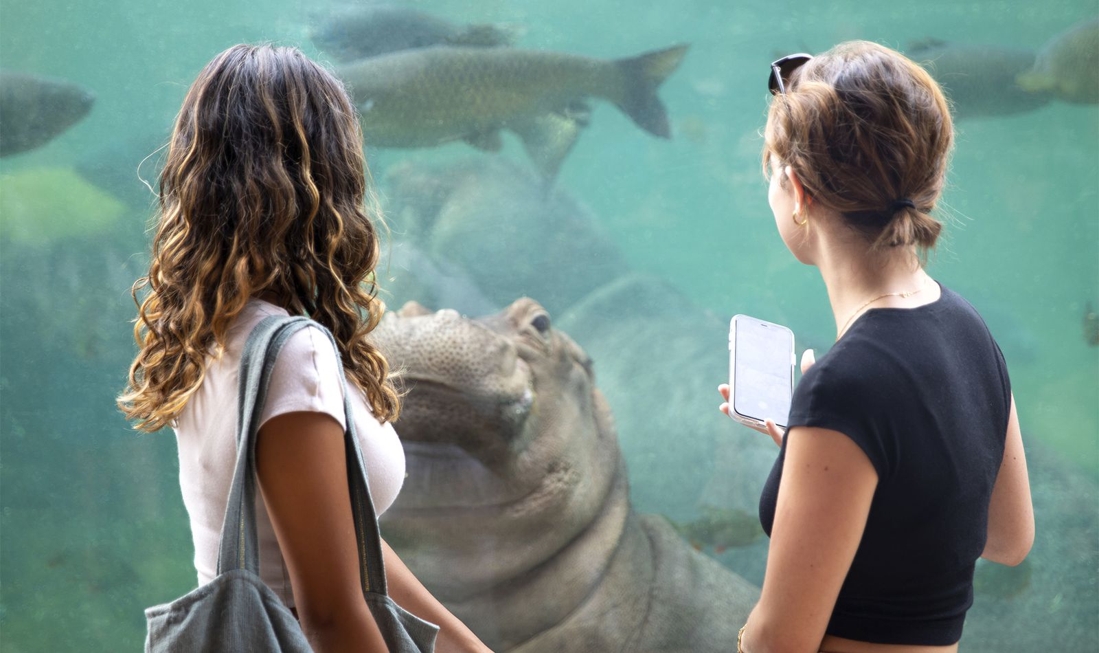 Visiteurs devant un hippopotame amphibie - Nos idées de week-end en France - ZooParc de Beauval