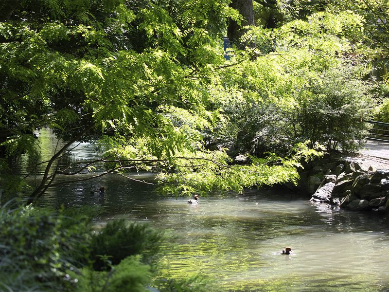 Rivière des canards exotiques - Nos idées de week-end en France - ZooParc de Beauval